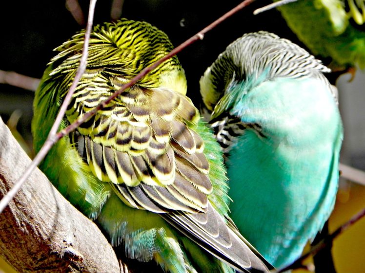 parakeet, Budgie, Parrot, Bird, Tropical,  57 HD Wallpaper Desktop Background