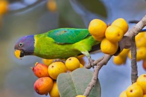 parakeet, Budgie, Parrot, Bird, Tropical,  61