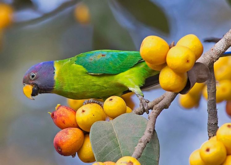 parakeet, Budgie, Parrot, Bird, Tropical,  61 HD Wallpaper Desktop Background