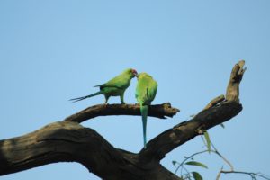 parakeet, Budgie, Parrot, Bird, Tropical,  62 , Jpg