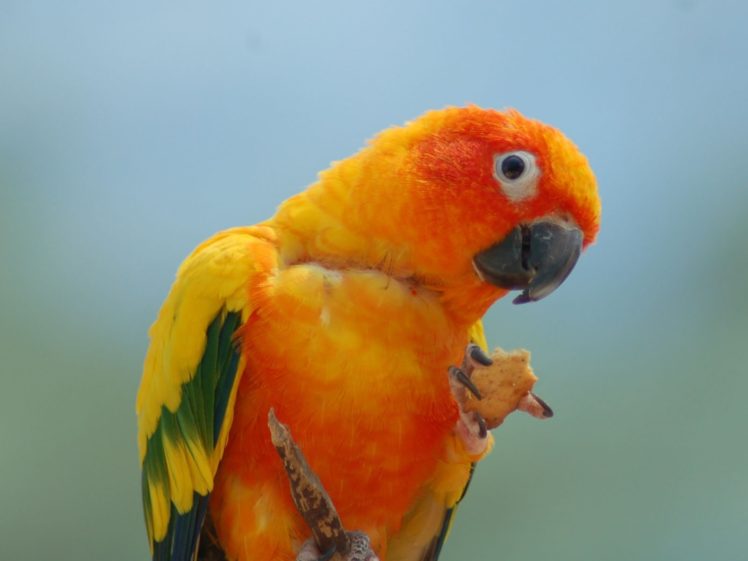 parakeet, Budgie, Parrot, Bird, Tropical,  69 HD Wallpaper Desktop Background