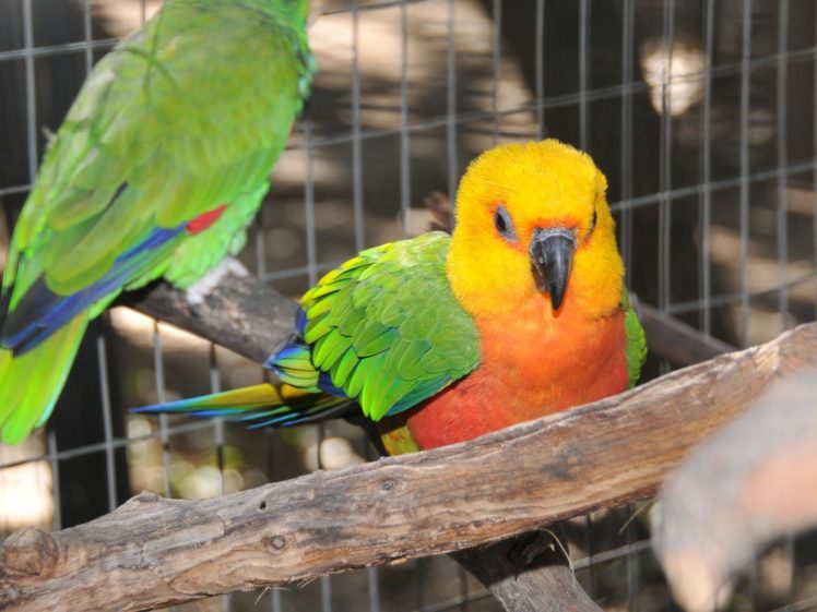 parakeet, Budgie, Parrot, Bird, Tropical,  67 HD Wallpaper Desktop Background
