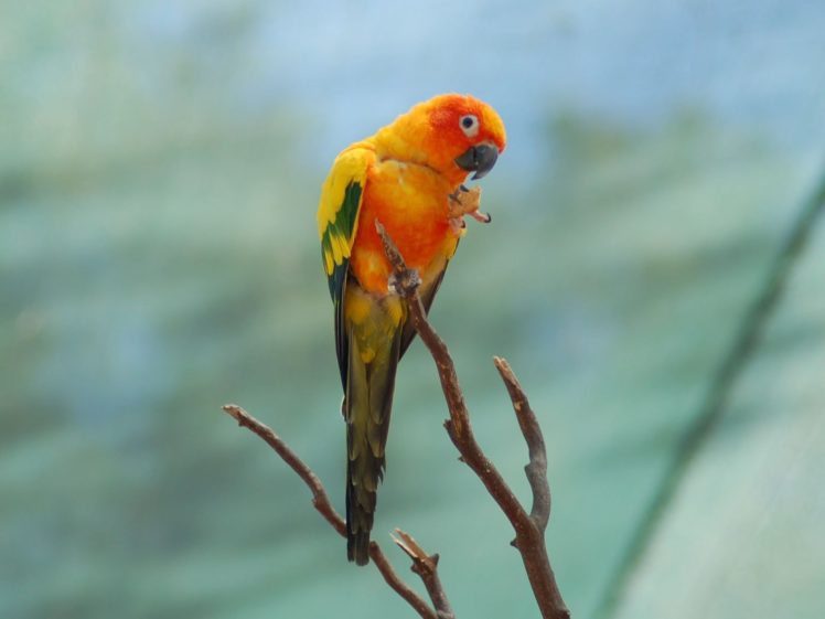 parakeet, Budgie, Parrot, Bird, Tropical,  68 HD Wallpaper Desktop Background