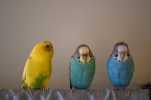 parakeet, Budgie, Parrot, Bird, Tropical,  64