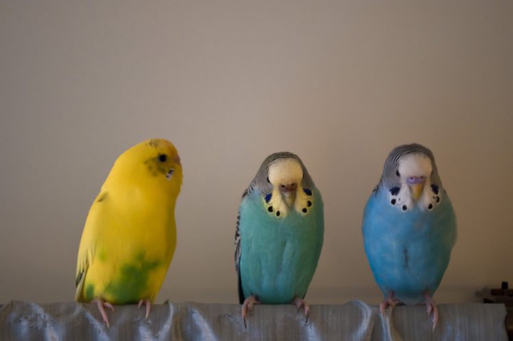 parakeet, Budgie, Parrot, Bird, Tropical,  64 HD Wallpaper Desktop Background