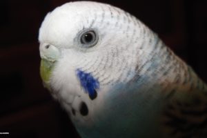 parakeet, Budgie, Parrot, Bird, Tropical,  73