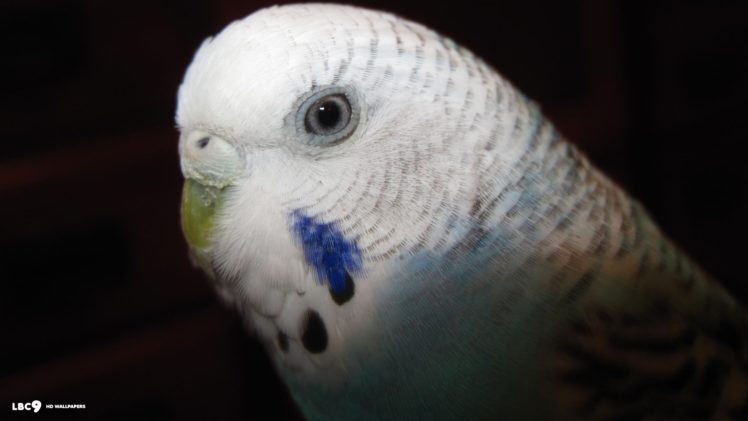 parakeet, Budgie, Parrot, Bird, Tropical,  73 HD Wallpaper Desktop Background
