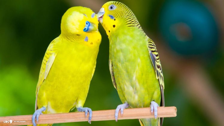 parakeet, Budgie, Parrot, Bird, Tropical,  72 HD Wallpaper Desktop Background