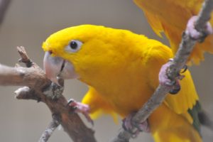 parakeet, Budgie, Parrot, Bird, Tropical,  71