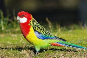 parakeet, Budgie, Parrot, Bird, Tropical,  77