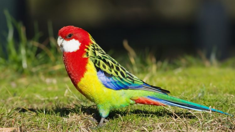 parakeet, Budgie, Parrot, Bird, Tropical,  77 HD Wallpaper Desktop Background