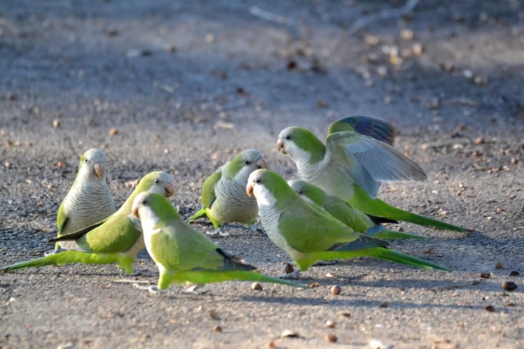 parakeet, Budgie, Parrot, Bird, Tropical,  75 HD Wallpaper Desktop Background