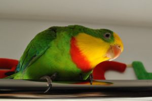 parakeet, Budgie, Parrot, Bird, Tropical,  2