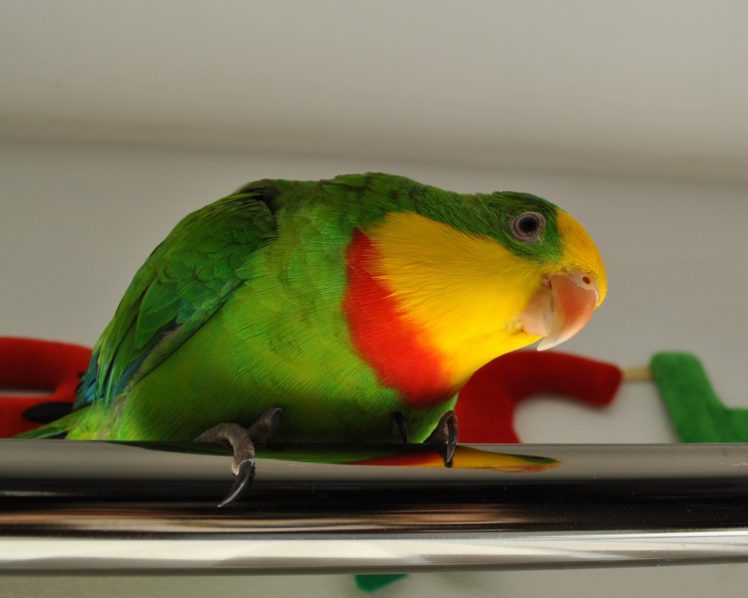 parakeet, Budgie, Parrot, Bird, Tropical,  2 HD Wallpaper Desktop Background
