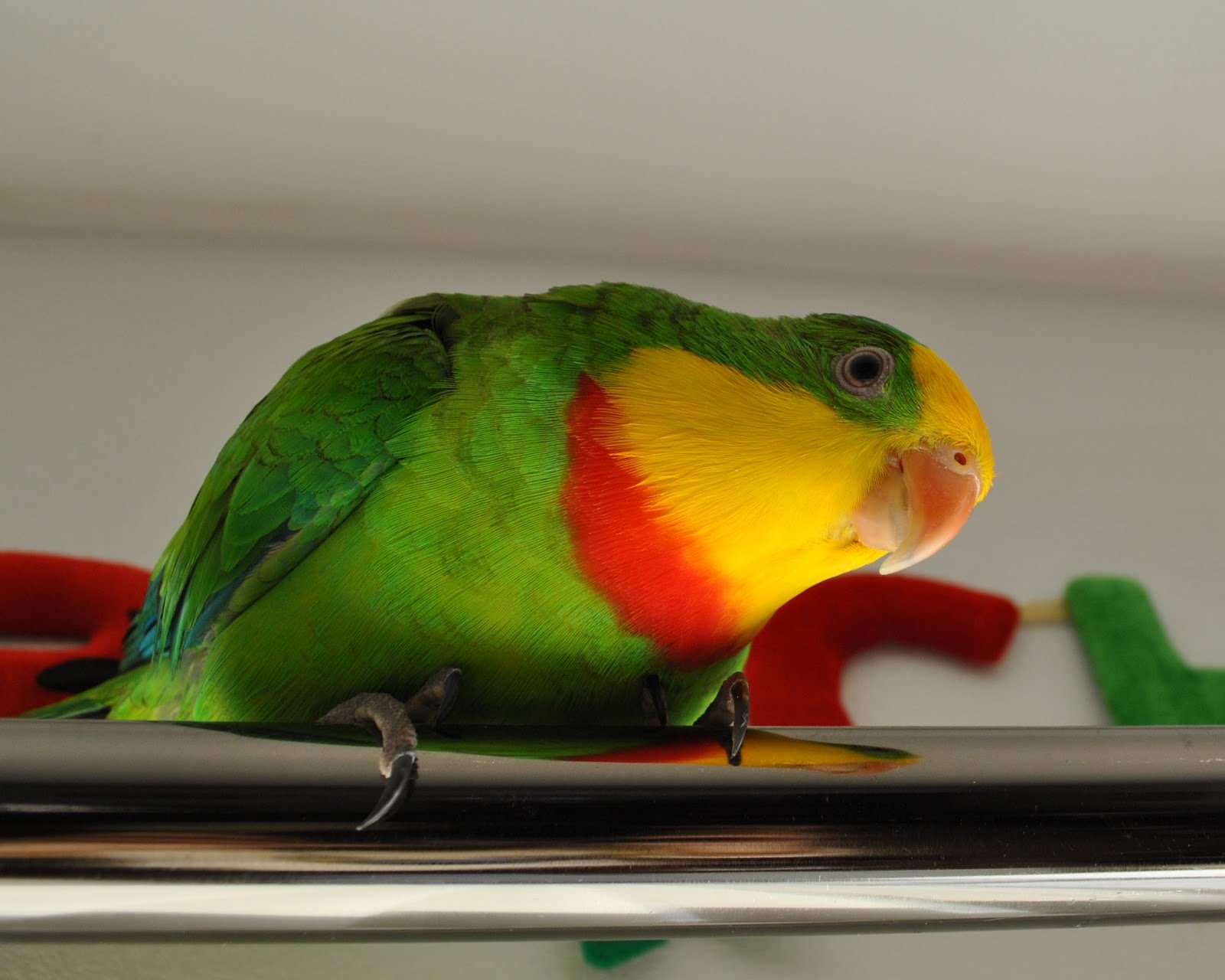 parakeet, Budgie, Parrot, Bird, Tropical,  2 Wallpaper