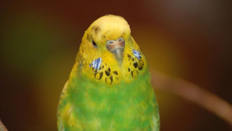 parakeet, Budgie, Parrot, Bird, Tropical,  3 HD Wallpaper Desktop Background