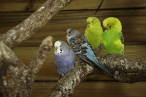 parakeet, Budgie, Parrot, Bird, Tropical,  4