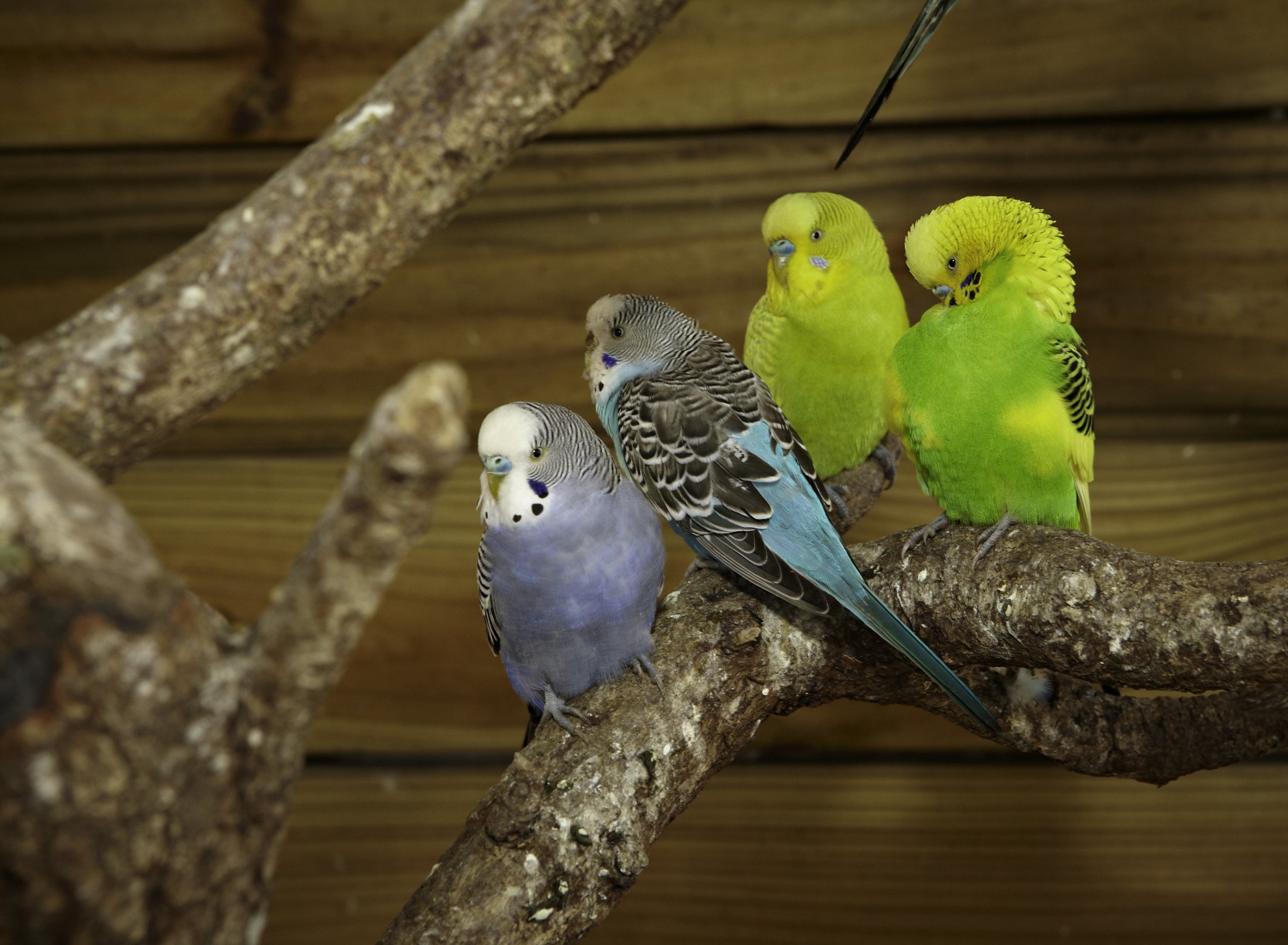 parakeet, Budgie, Parrot, Bird, Tropical,  4 Wallpaper