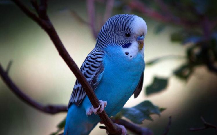 parakeet, Budgie, Parrot, Bird, Tropical,  9 HD Wallpaper Desktop Background
