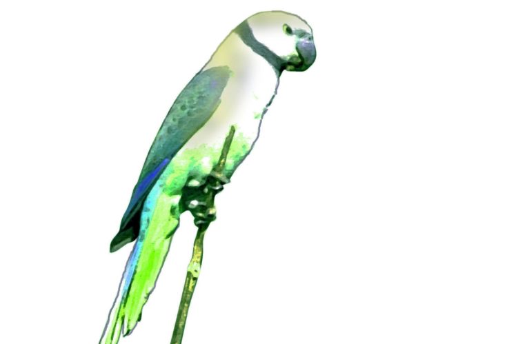 parakeet, Budgie, Parrot, Bird, Tropical,  10 HD Wallpaper Desktop Background