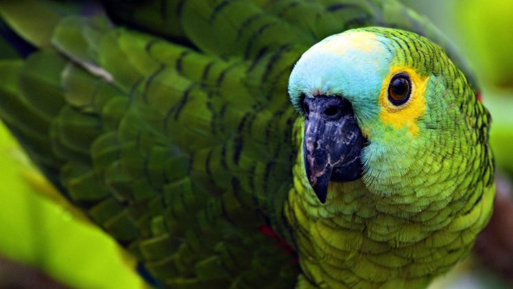 parakeet, Budgie, Parrot, Bird, Tropical,  12 HD Wallpaper Desktop Background