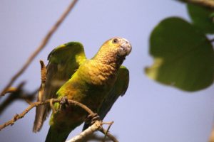 parakeet, Budgie, Parrot, Bird, Tropical,  13
