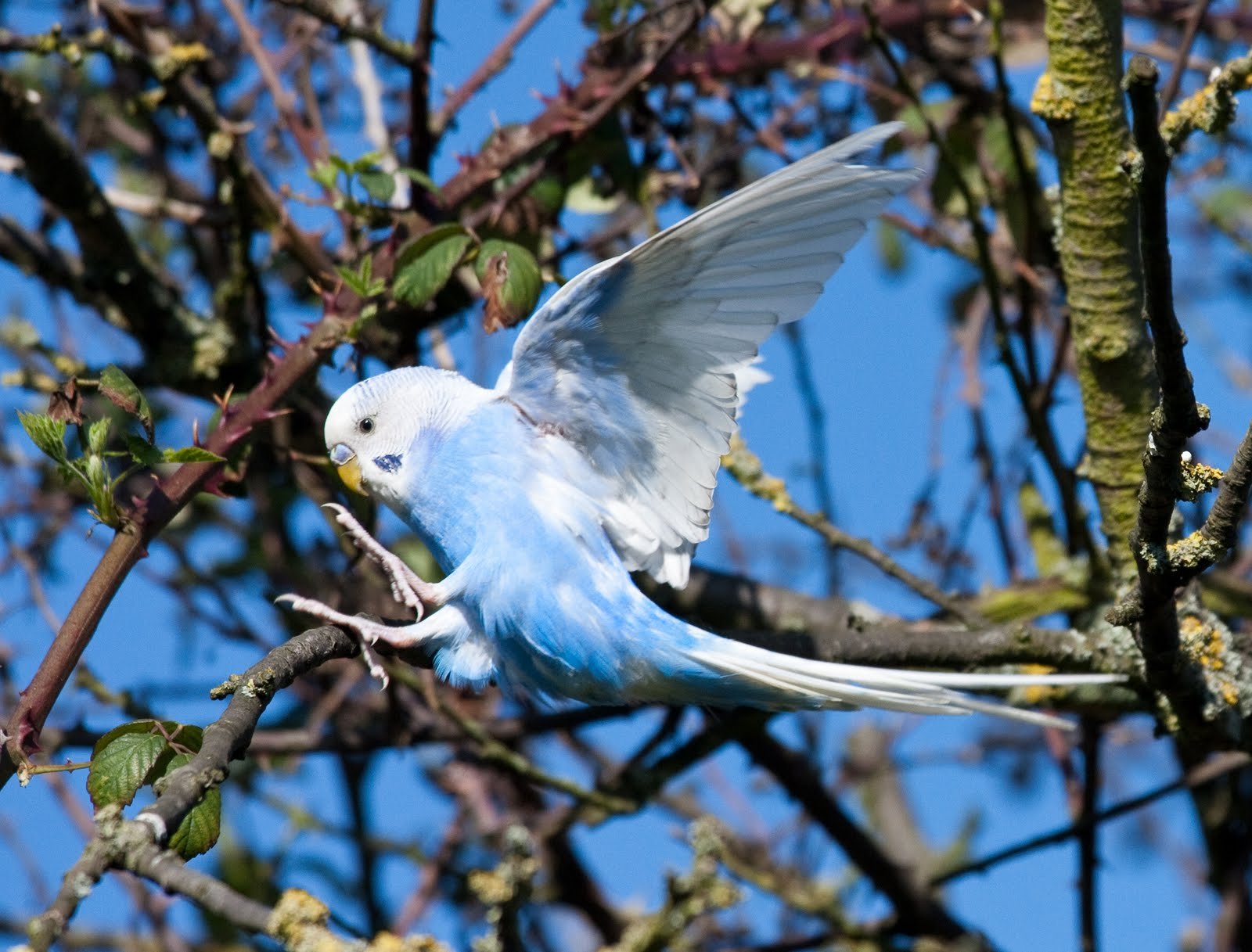 parakeet, Budgie, Parrot, Bird, Tropical,  16 Wallpaper