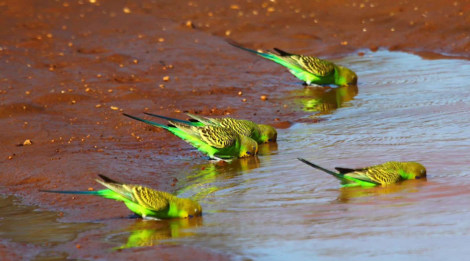 parakeet, Budgie, Parrot, Bird, Tropical,  14 Wallpaper