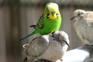 parakeet, Budgie, Parrot, Bird, Tropical,  18