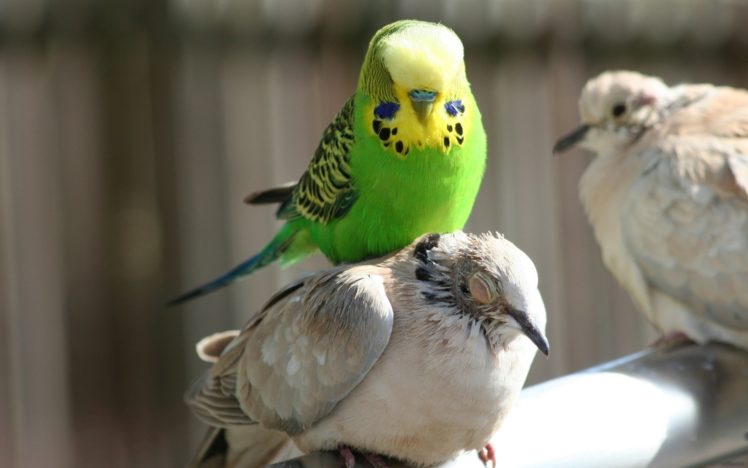 parakeet, Budgie, Parrot, Bird, Tropical,  18 HD Wallpaper Desktop Background