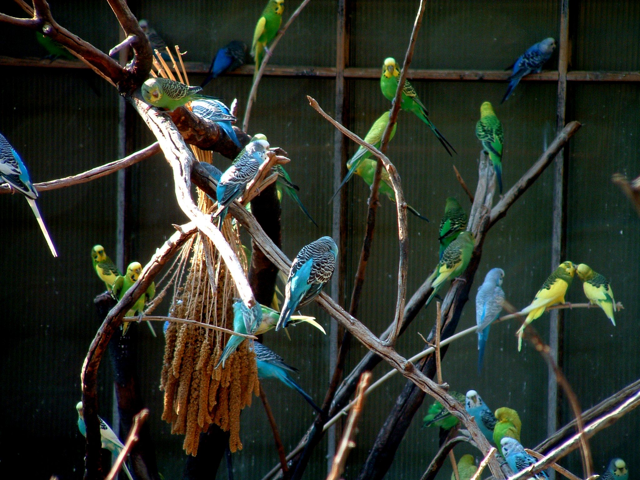 parakeet, Budgie, Parrot, Bird, Tropical,  19 Wallpaper