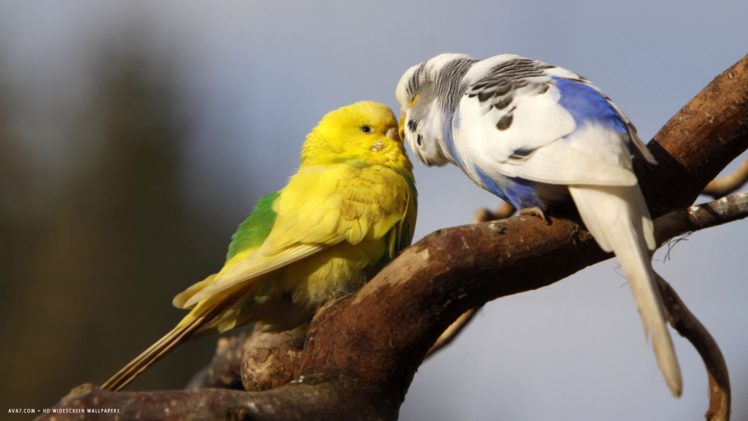 parakeet, Budgie, Parrot, Bird, Tropical,  20 HD Wallpaper Desktop Background