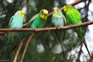 parakeet, Budgie, Parrot, Bird, Tropical,  21