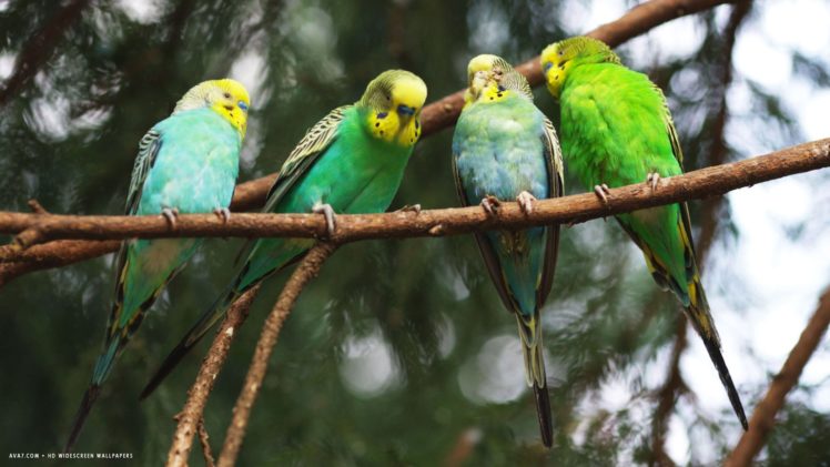 parakeet, Budgie, Parrot, Bird, Tropical,  21 HD Wallpaper Desktop Background