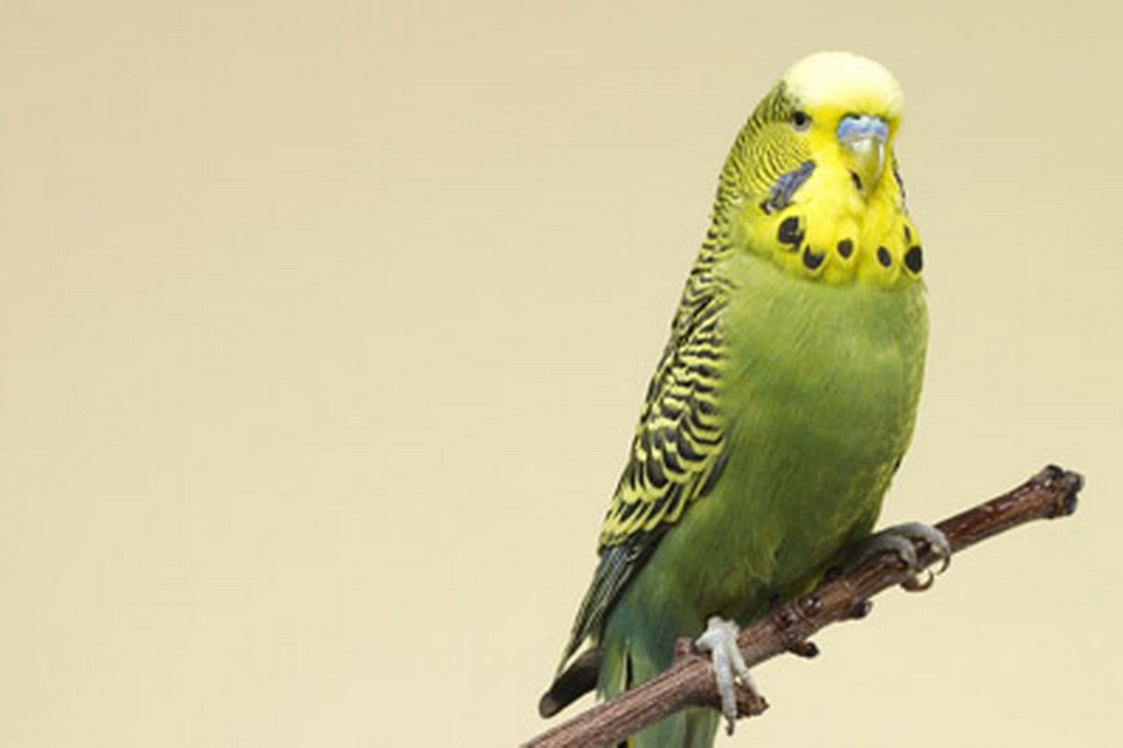 parakeet, Budgie, Parrot, Bird, Tropical,  25 Wallpaper