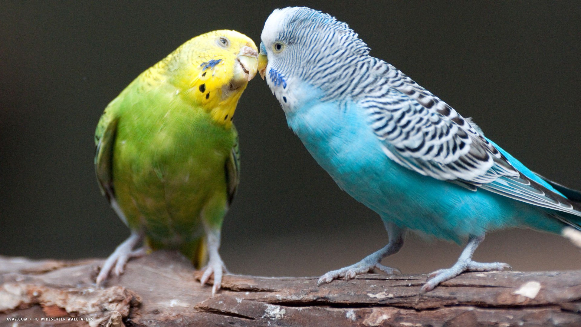 parakeet, Budgie, Parrot, Bird, Tropical,  26 Wallpaper