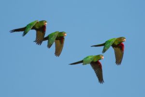 parakeet, Budgie, Parrot, Bird, Tropical,  30