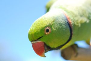 parakeet, Budgie, Parrot, Bird, Tropical,  29