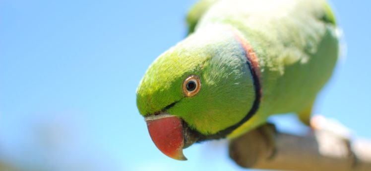 parakeet, Budgie, Parrot, Bird, Tropical,  29 HD Wallpaper Desktop Background