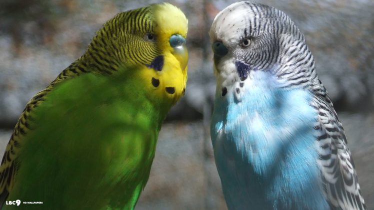 parakeet, Budgie, Parrot, Bird, Tropical,  33 HD Wallpaper Desktop Background