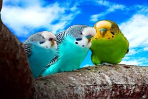 parakeet, Budgie, Parrot, Bird, Tropical,  34