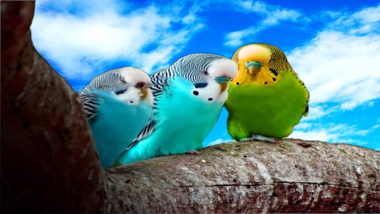 parakeet, Budgie, Parrot, Bird, Tropical,  34 HD Wallpaper Desktop Background
