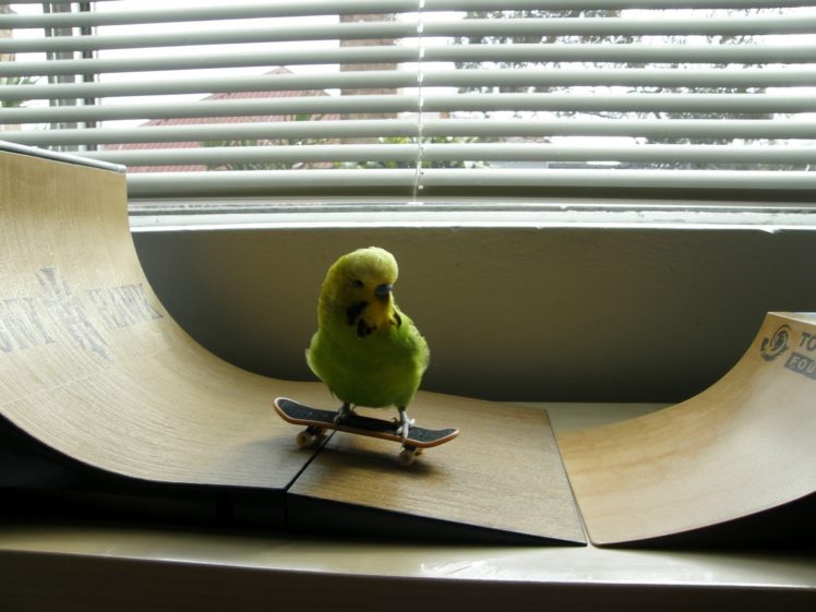 parakeet, Budgie, Parrot, Bird, Tropical,  36 HD Wallpaper Desktop Background