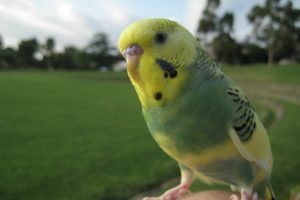 parakeet, Budgie, Parrot, Bird, Tropical,  35