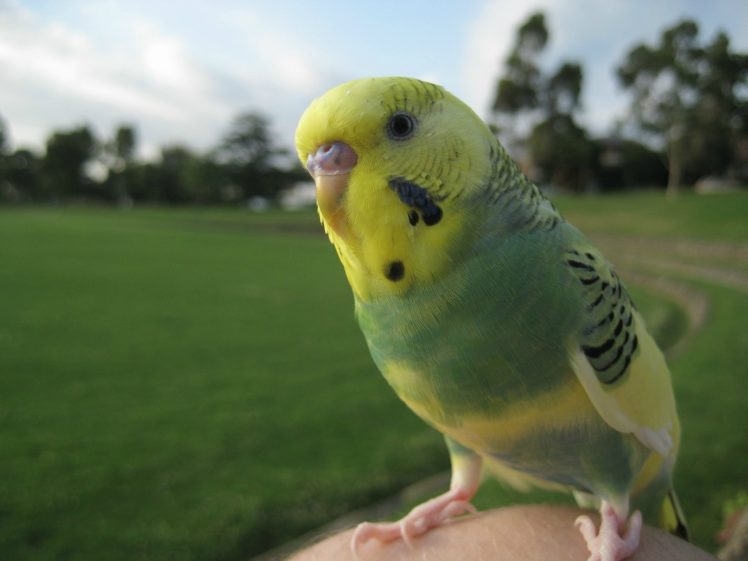 parakeet, Budgie, Parrot, Bird, Tropical,  35 HD Wallpaper Desktop Background