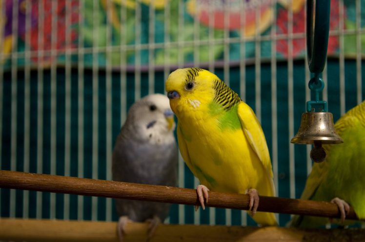 parakeet, Budgie, Parrot, Bird, Tropical,  40 HD Wallpaper Desktop Background