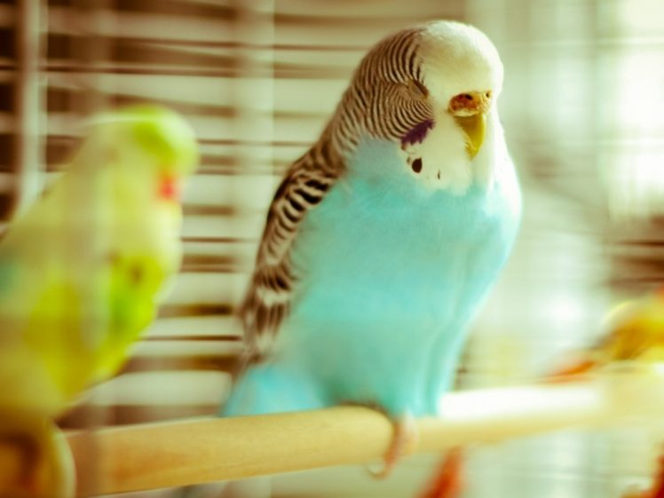 parakeet, Budgie, Parrot, Bird, Tropical,  41 HD Wallpaper Desktop Background