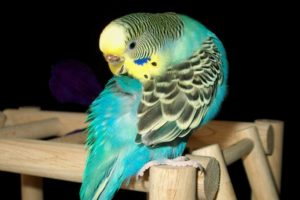 parakeet, Budgie, Parrot, Bird, Tropical,  42