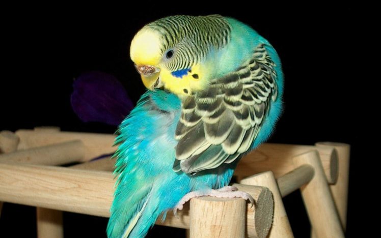 parakeet, Budgie, Parrot, Bird, Tropical,  42 HD Wallpaper Desktop Background