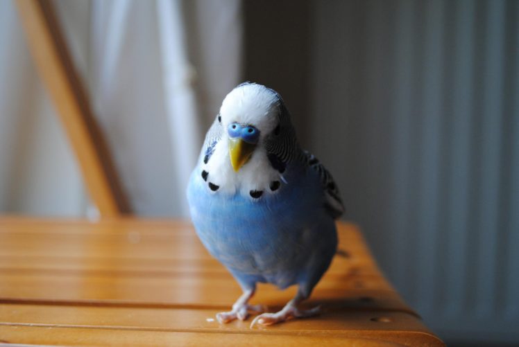 parakeet, Budgie, Parrot, Bird, Tropical,  44 HD Wallpaper Desktop Background